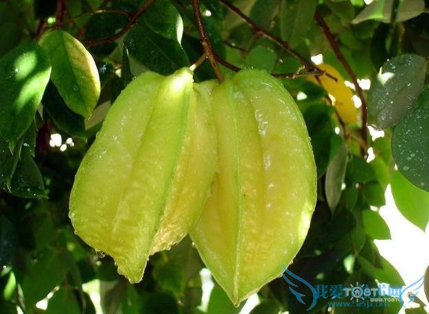 杨桃的功效与作用