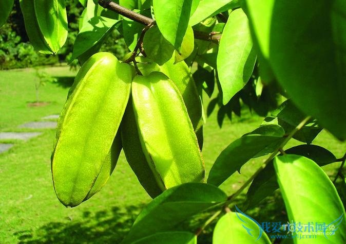 杨桃的功效与作用