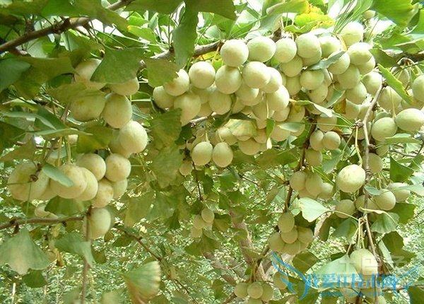 白果树图片 白果树图片