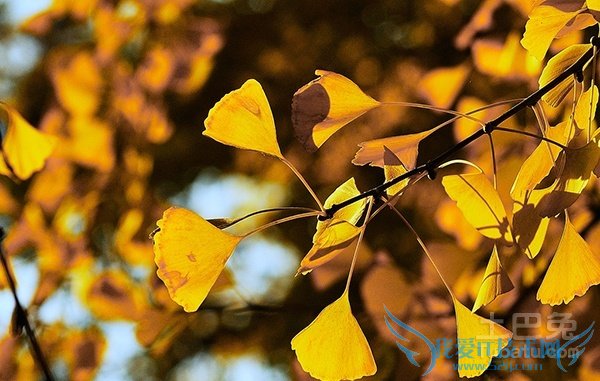 白果树图片 白果树图片