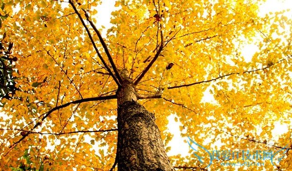 白果树图片 白果树图片