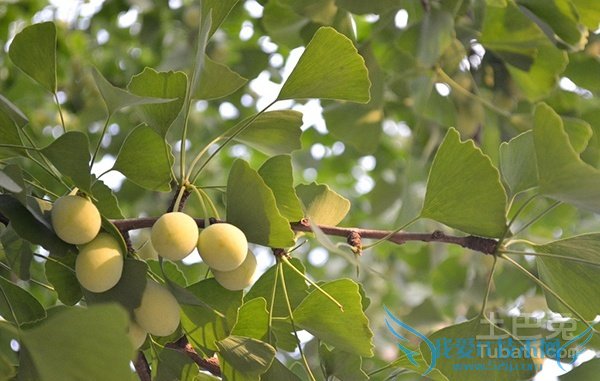 白果树图片 白果树图片