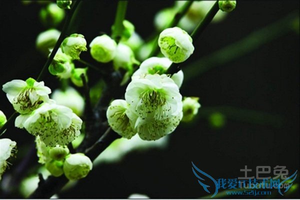 绿梅价格