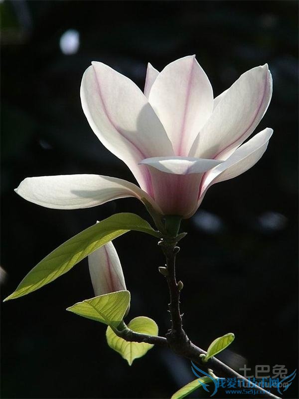 望春花图片 望春花图片