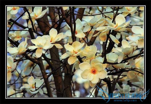 望春花图片 望春花图片