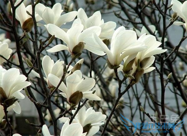 望春花图片 望春花图片