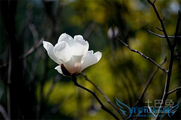 望春花图片 望春花图片