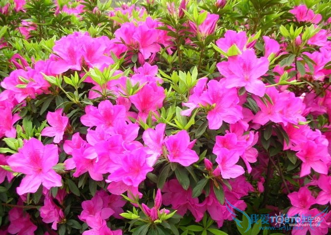 ž黨ͼƬȫ ž黨ͼƬͼϽ