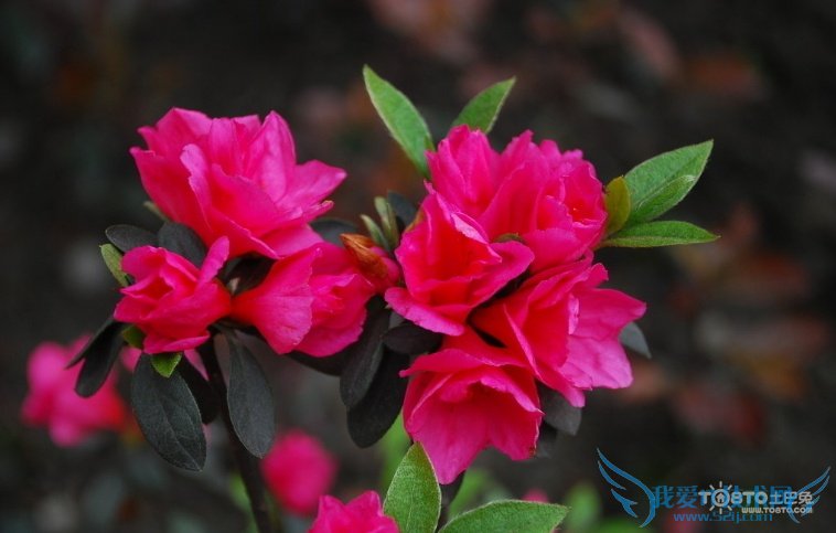 ž黨ͼƬȫ ž黨ͼƬͼϽ