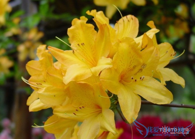 ž黨ͼƬȫ ž黨ͼƬͼϽ