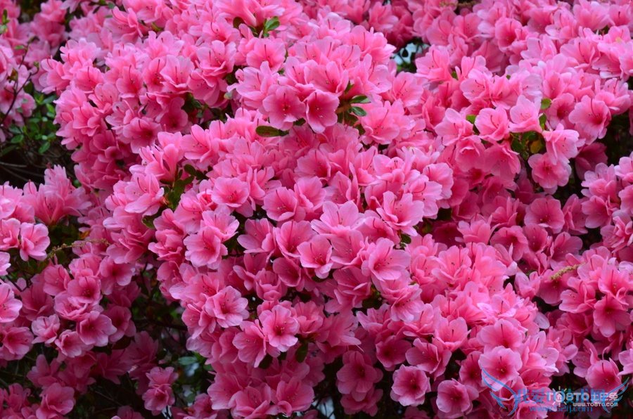 ž黨ͼƬȫ ž黨ͼƬͼϽ