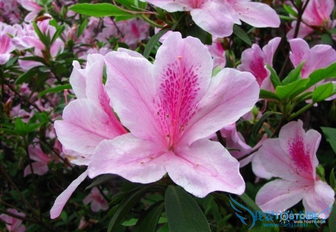 ž黨ͼƬȫ ž黨ͼƬͼϽ