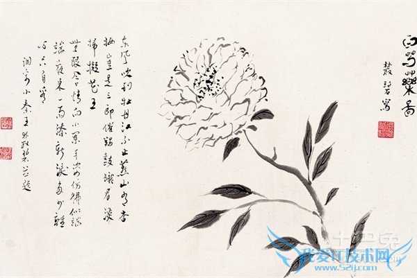 白芍药价格 白芍药价格