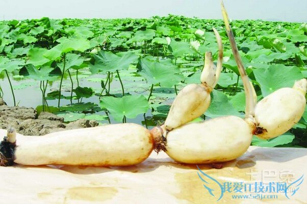 藕节的功效与作用 藕节的功效与作用