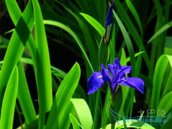 水菖蒲食用方法