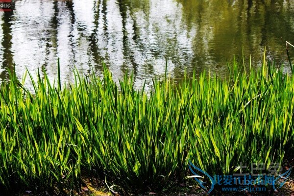 水菖蒲食用方法