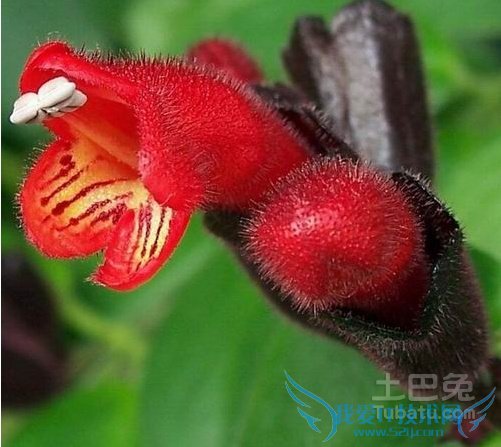 ں컨ǽֲ仨ҶԾ߽ϸߵĹͼֵΪһС͹Ҷۻֲں컨ҶïɫɰڷڼҲͣǼ֮ͥʱмƷں컨ɫͲ״ͲԼ2cmʱɫڲŴڳͲġں족