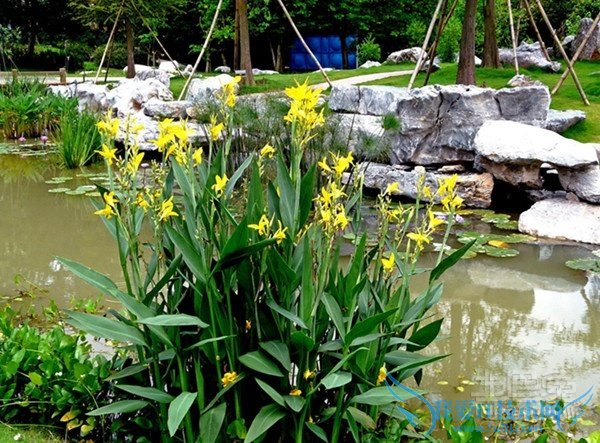 水生美人蕉图片