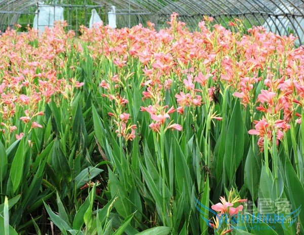 水生美人蕉图片