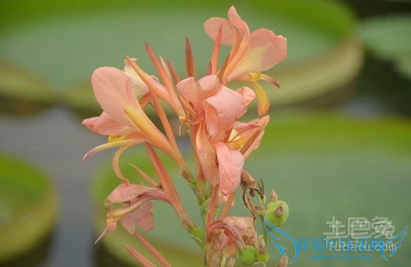 水生美人蕉图片