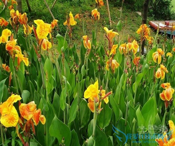 水生美人蕉图片