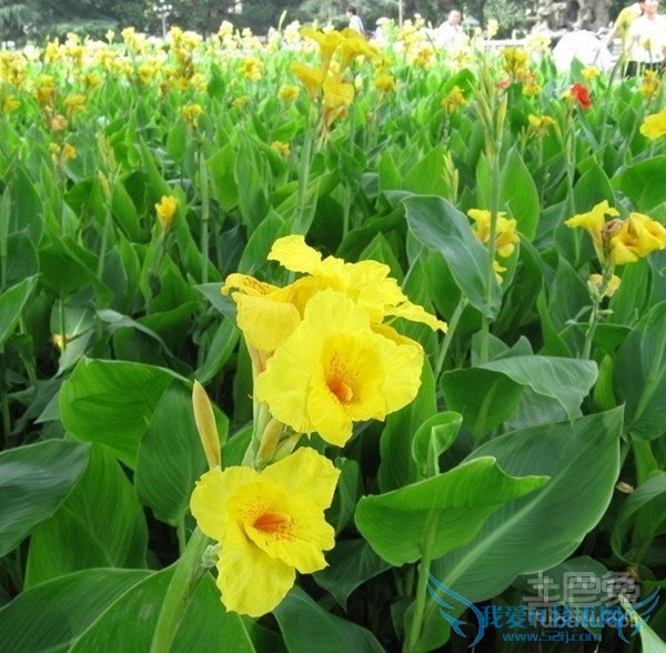 水生美人蕉图片