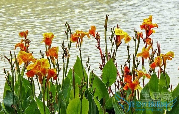 水生美人蕉图片