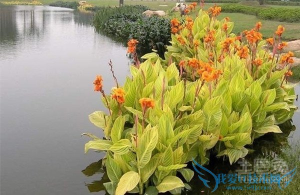 水生美人蕉图片