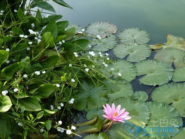 泽泻图片 泽泻图片