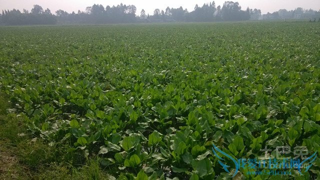 泽泻图片 泽泻图片