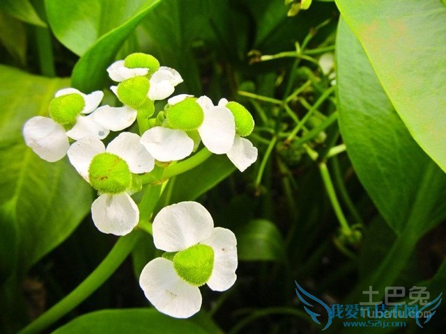 泽泻图片 泽泻图片