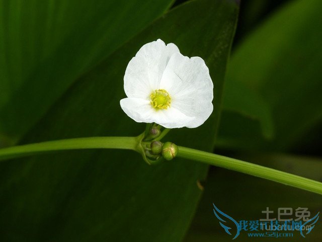 泽泻图片 泽泻图片