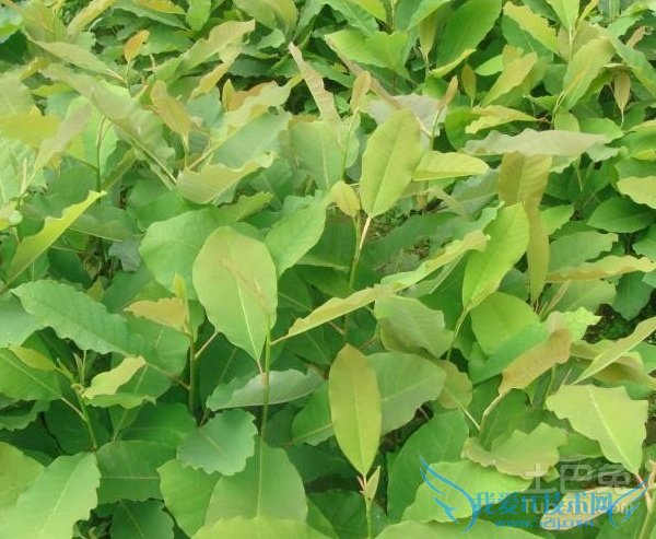 厚朴亩产量 厚朴亩产量