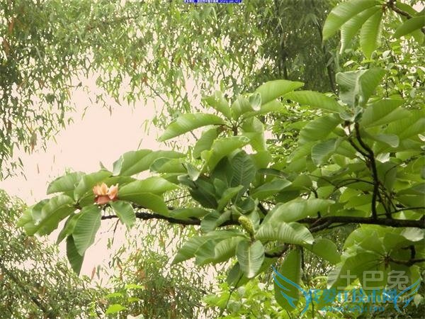 厚朴亩产量 厚朴亩产量