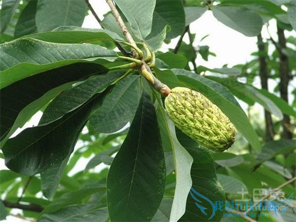 厚朴亩产量 厚朴亩产量