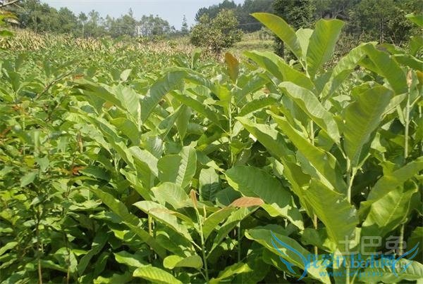 厚朴亩产量 厚朴亩产量
