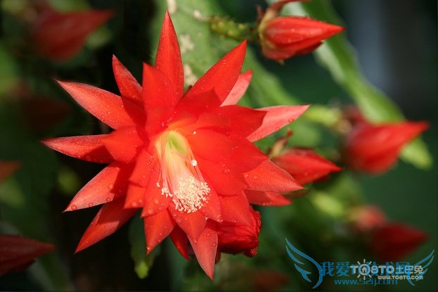 令箭荷花图片大全 这么漂亮你知道吗?