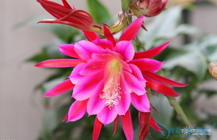 令箭荷花图片大全 这么漂亮你知道吗?