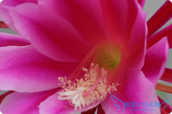 令箭荷花图片大全 这么漂亮你知道吗?