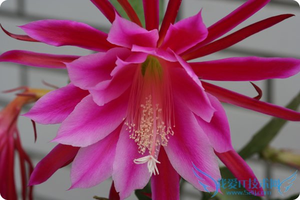 令箭荷花图片大全 这么漂亮你知道吗?