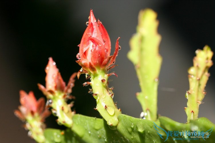 令箭荷花图片大全 这么漂亮你知道吗?