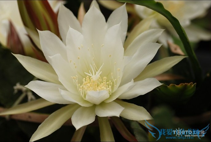 令箭荷花图片大全 这么漂亮你知道吗?