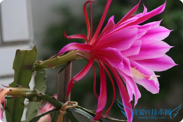 令箭荷花图片大全 这么漂亮你知道吗?