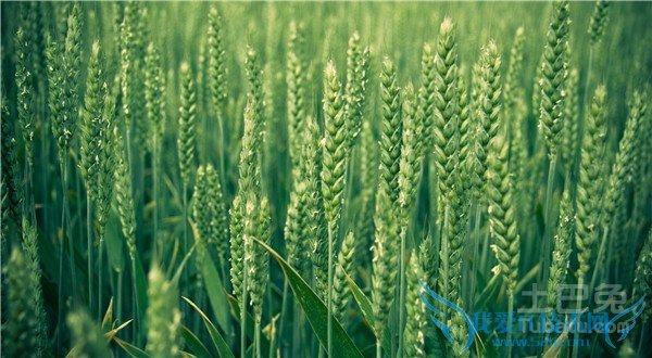 小麦种植技术