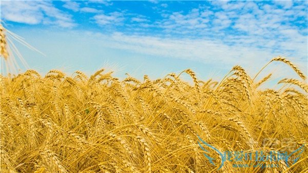 小麦种植技术