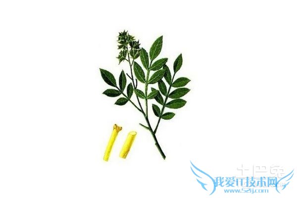 白鲜皮的作用与功效