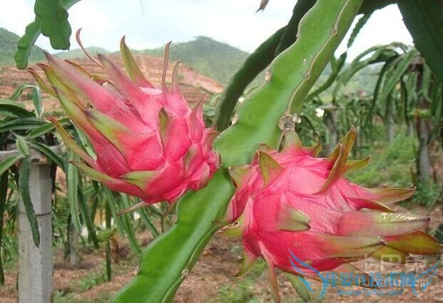火龙果树图片