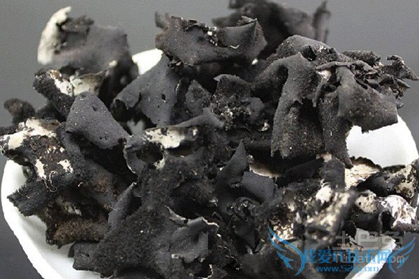 石耳图片 石耳图片