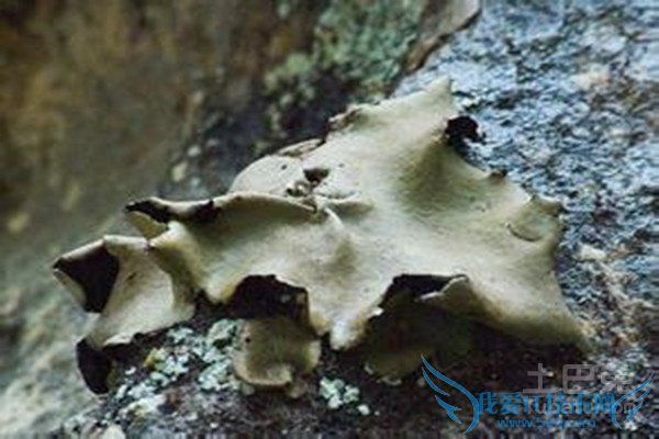 石耳图片 石耳图片