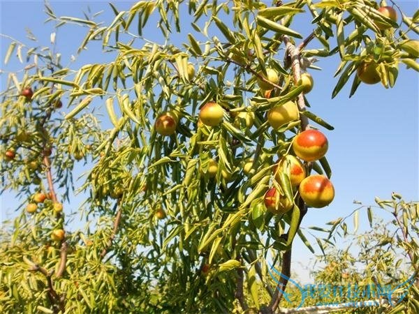 冬枣树管理 冬枣树管理